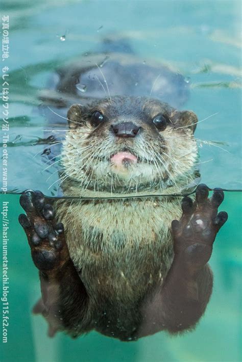 155 Best Images About Otters For The Love Of On Pinterest