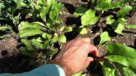 Thinning Beets Youtube