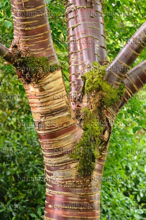 Images Paperbark Cherry Images Of Plants And Gardens Botanikfoto