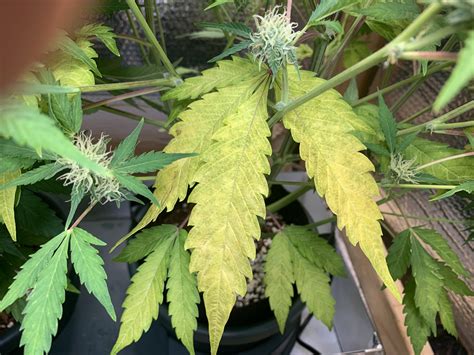Critical Mass Lower Leaves Yellowing Dying THCFarmer Cannabis