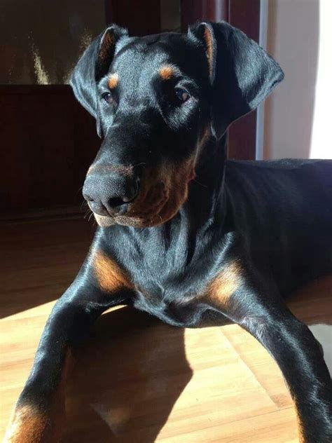 6 Month Old Blacky So Beautiful Doberman Pinscher Weiner Dog Doberman