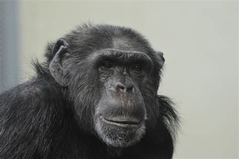 Free Photo Monkey Animals Chimpanzee Zoo Free Image On Pixabay