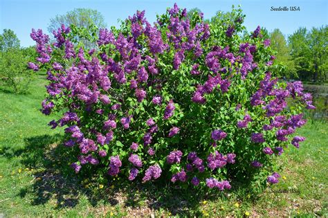 25 French Old Fashioned Lilac Syringa Vulgaris Flower Shrub Bush