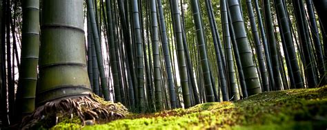 Zen Bamboo Wallpapers Top Free Zen Bamboo Backgrounds Wallpaperaccess