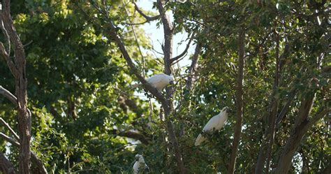 White Birds On A Tree · Free Stock Video