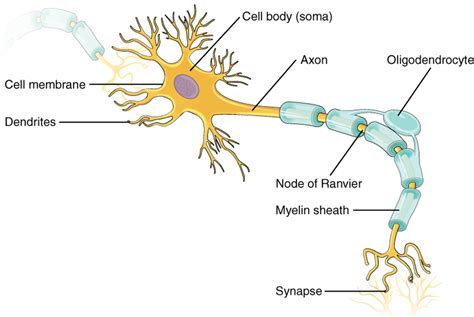 101 Neuronas Y Células Gliales Libretexts Español