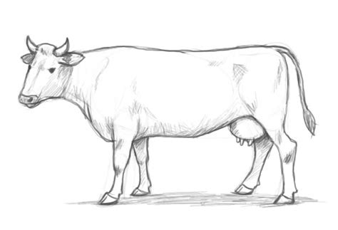 Безплатно рисуване на крава изтегляне на безплатни картинки безплатни картинки Други