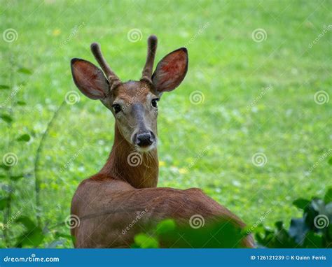 A Young Buck Deer Looking At Camera Stock Image Image Of Wild