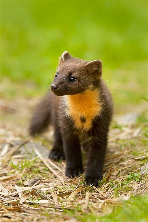 Cute Baby Wolverine Animal Images