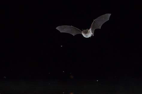 Bat Flight Photography Workshop