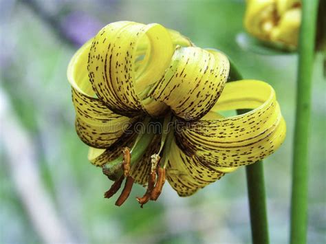 Lilium Bosniacum Zlatni Ljiljan Bosnian For Golden Lily Or Bosanski