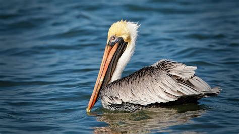 Brown Pelican St Maarten St Martin