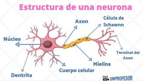 Estructura De La Neurona Resumen Esquemas