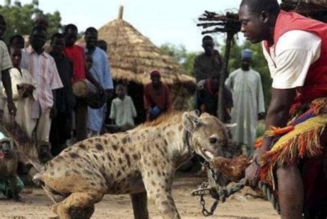 鬣狗喜歡掏肛，一些非洲人卻把鬣狗當寵物養，不怕被掏肛嗎？ 每日頭條