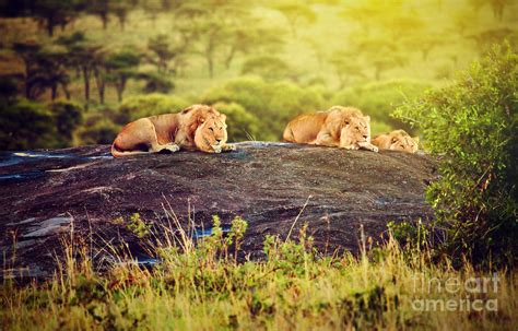 Lions On Rocks On Savanna At Sunset Safari In Serengeti