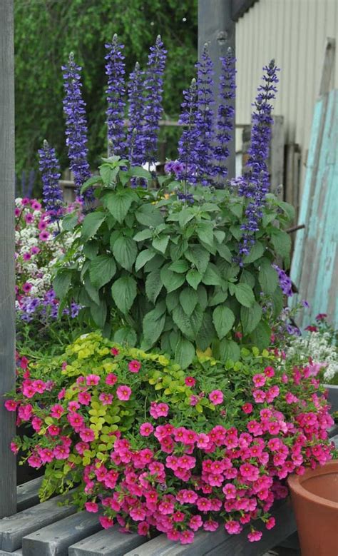 10 Best Blue Plants For Containers In The Shade Container Gardening