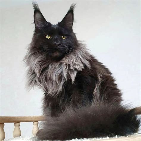 Black Smoke Maine Coon Kitten For Sale Maine Coons Kittens