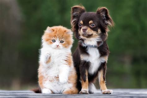We did not find results for: Arthritis in Dogs and Cats - Vets4Pets | Adelaide Vets