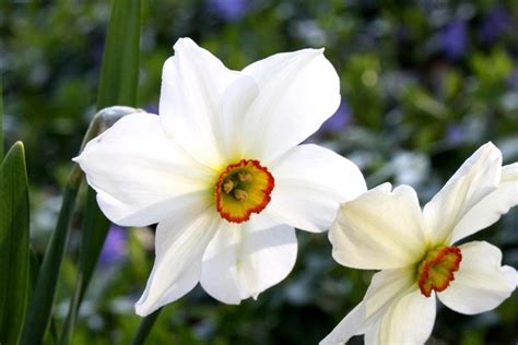 December Birth Month Flower Narcissus Although The Name Is Associated