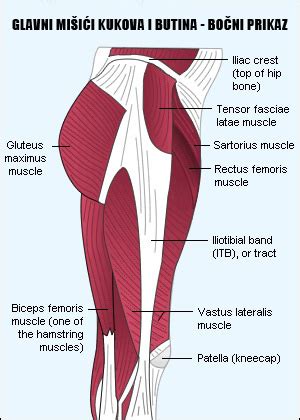 It joins the lower limb to the pelvic girdle. ISHRANA I VEŽBANJE: Trening za butine i zadnjicu