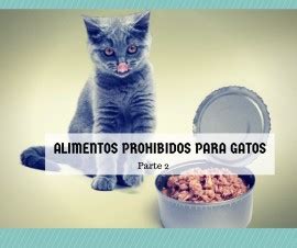 Qu Alimentos No Debe Comer Mi Gato De Cosas De Gatos