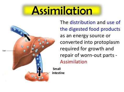 4 Digestion Ppt Lesson 4