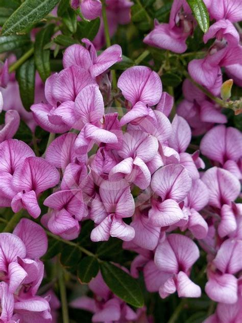 Virgilia Oroboides Tree In A Hurry Information And Photos Plant