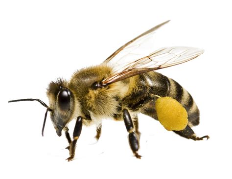 Bee Png Transparent Image Download Size 1091x843px