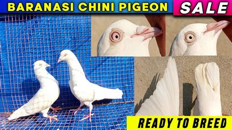 Banarasi Chini Pigeon For Salesold Out Highflying Pigeons Pigeon