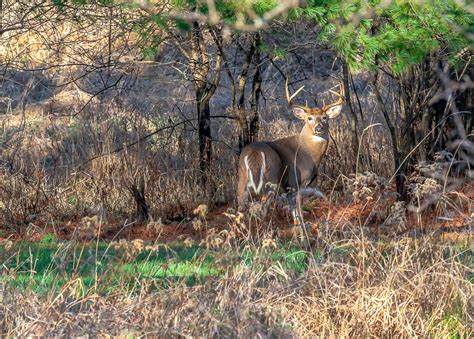 Statewide Deer Hunter Diary Study To Be Conducted This Fall Wisconsin Dnr