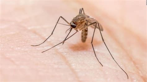 Autoridades Advierten Aumento De Virus Transmitido Por Mosquitos Que