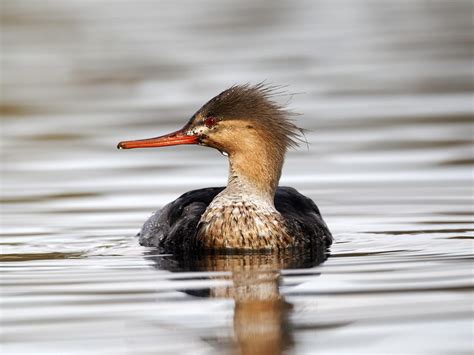 Red Breasted Merganser Bird Facts Mergus Serrator Birdfact