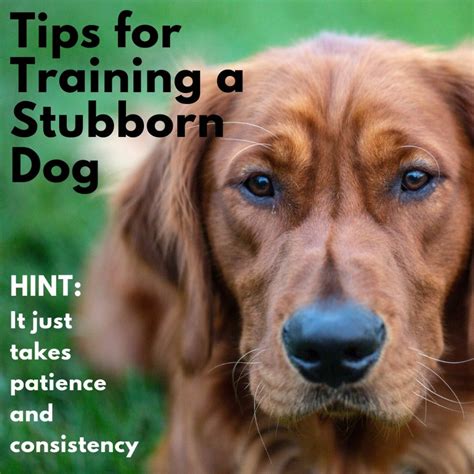 How To Train Stubborn Dogs And Strong Willed Puppies Easiest Dogs To