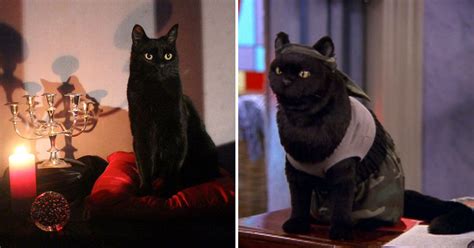 Netflixs Sabrina Spin Off Reveals Its Salem The Cat And Its Actually