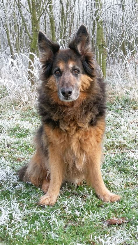 Herder Kruising Beer Pawshake Border Collie Honden Collie Casper Hatint