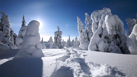 Free Download Winter Wallpaper 7 1919x1079 For Your Desktop Mobile
