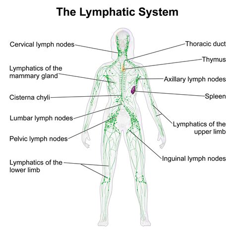 Manual Lymphatic Drainage From Northcote Chiropractic