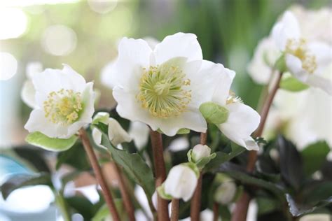 9 Popular Easter Flowers And What They Symbolize Farmers Almanac