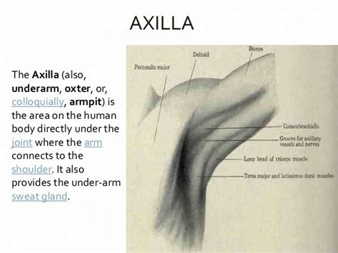 Armpit Anatomy Term