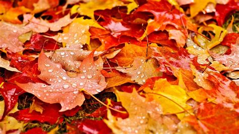 Download Fall Leaves Wallpaper By Tiffanylin Fall Leaves Pictures