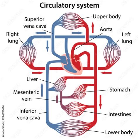 Diagram Of Human Circulatory System With Main Parts Labeled Vector