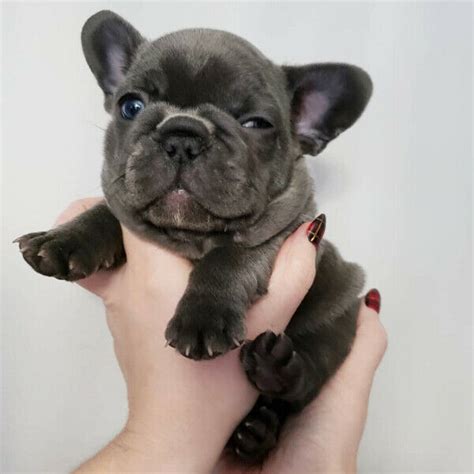 We specialize in the blue french bulldog to produce superb quality, healthy puppies. Blue frenchie French Bulldog puppies sale [whatsapp ...