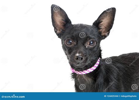 Close Up Black Chihuahua Dog Isolated Stock Photo Image Of Face Shot