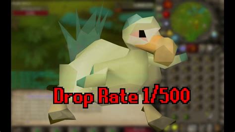 Chompy Bird Hunting Guide Osrs Youtube