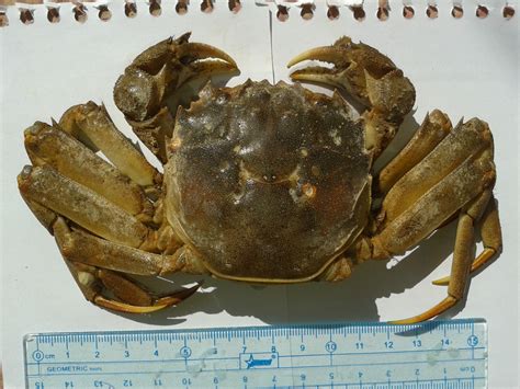 Can Anyone Help Me Identify This Crab Species