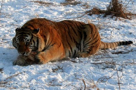 Harbin Siberian Tiger Reserve The Siberian Tiger Reserve I Flickr