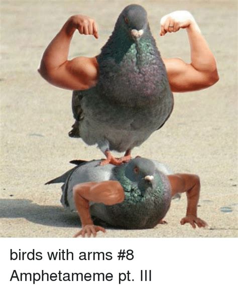 Amphetamine and its derivatives are sometimes used to treat symptoms of narcolepsy, a condition where people become very sleepy it has also been associated with differences in the structure of the brain. Birds With Arms #8 Amphetameme Pt III | Birds Meme on ME.ME