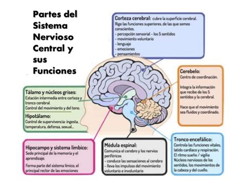 Anatomia Radiologia Sistema Nervioso Central Anatom A Radiol Gica Del Sistema Nervioso Central