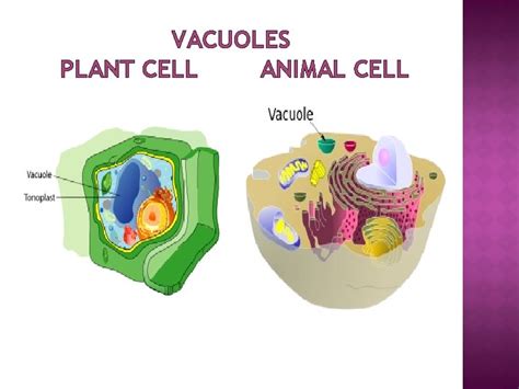 Vacuole For Animal Cell Human Biology Online Lab Lab 2 Vacuole Hiba