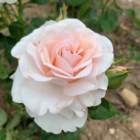 Amy Shrub Rose Quality Roses Direct From Grower